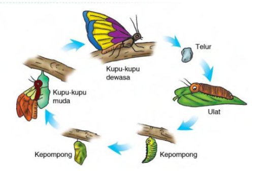 kupu-kupu